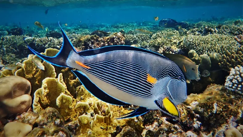 The Ultimate Guide to Snorkeling in Sharm el Sheikh